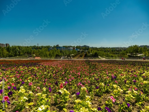 Fototapeta Naklejka Na Ścianę i Meble -  a large meadow overgrown with multi-colored petunia flowers in the South of Russia on a sunny spring day.
