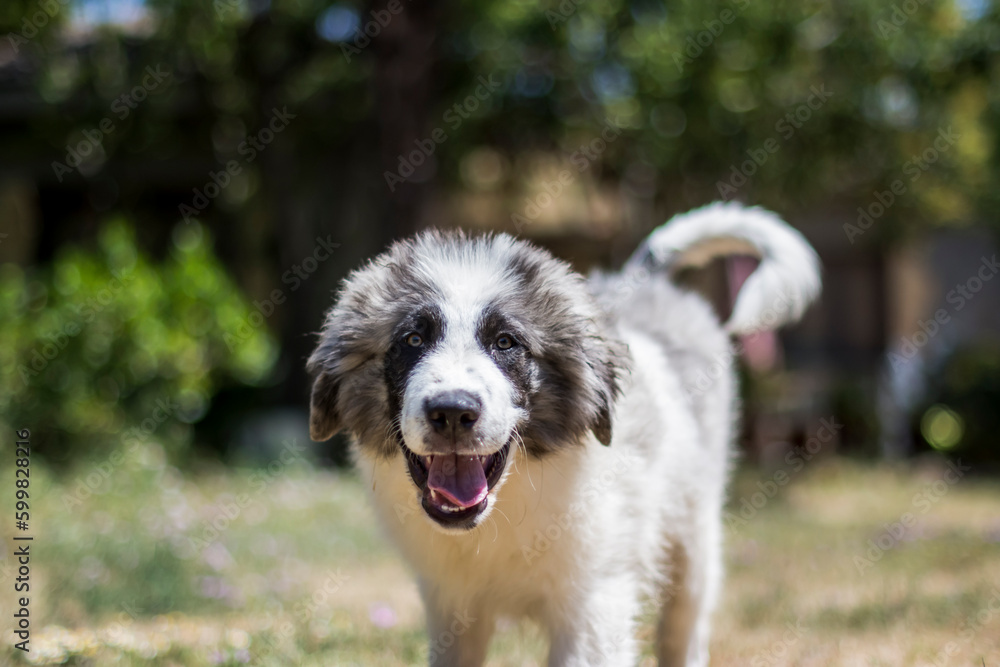 Adorable pyrenean mastiff puppy playing in nature Adorable pyrenean mastiff puppy playing in nature