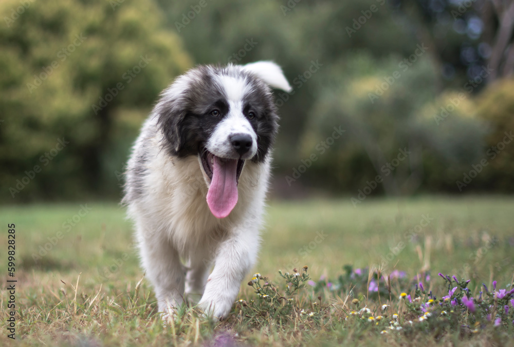 Adorable pyrenean mastiff puppy playing in nature Adorable pyrenean mastiff puppy playing in nature