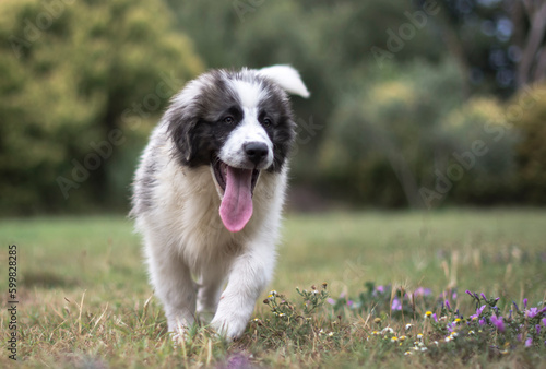 Adorable pyrenean mastiff puppy playing in nature