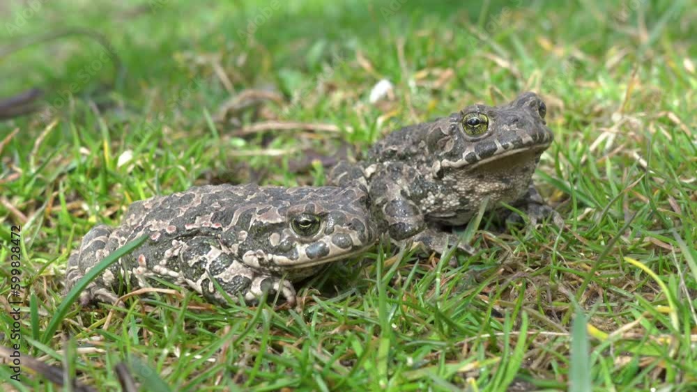 two green frogs,Bufotes viridis sitting on the grass in the park two green frogs,Bufotes viridis sitting on the grass in the park