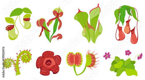 Collection of carnivorous plants with specialized leaves, smell that trap and digest insects for nutrition Venus flytrap, Nepenthes, rafflesia, darlingtonia Set of vector illustrations flowers