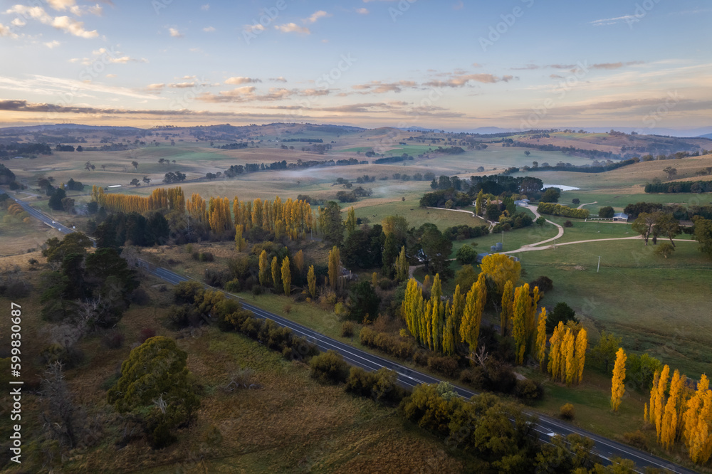 Looking down at yellow poplar trees lining the highway during the early dawn light
