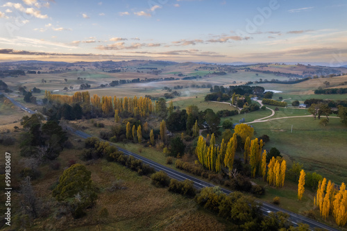 Looking down at yellow poplar trees lining the highway during the early dawn light