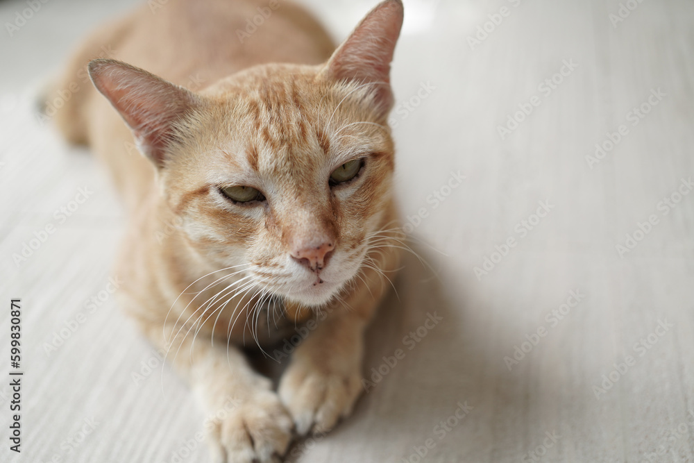 yellow cat look forward sit on beige floor with copy space yellow cat look forward sit on beige floor with copy space
