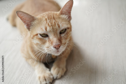 yellow cat look forward sit on beige floor with copy space