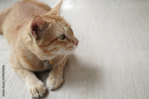 yellow cat look left sit on beige floor with copy space
