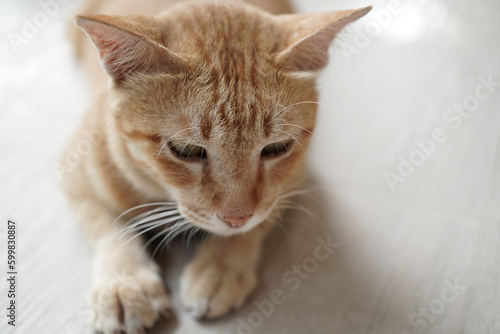yellow cat sit on beige floor with copy space