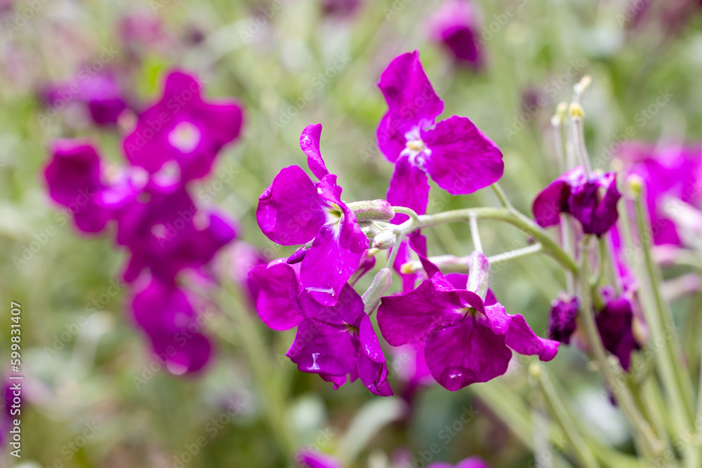 Erysimum flower also called wallflower flower grown in a garden in Madrid Erysimum flower also called wallflower flower grown in a garden in Madrid
