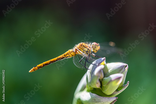 Close up of a dragonfly sitting on a plant, summer sunny day, insect, copyspace photo