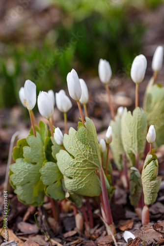 Sanguinaria canadensis in springtime. White buds of Sanguinaria canadensis in garde photo