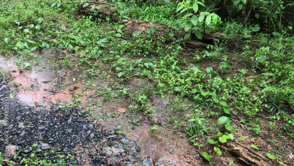 clay road in the middle of the forest is being washed down by the rain 4k video resolution clay road in the middle of the forest is being washed down by the rain 4k video resolution