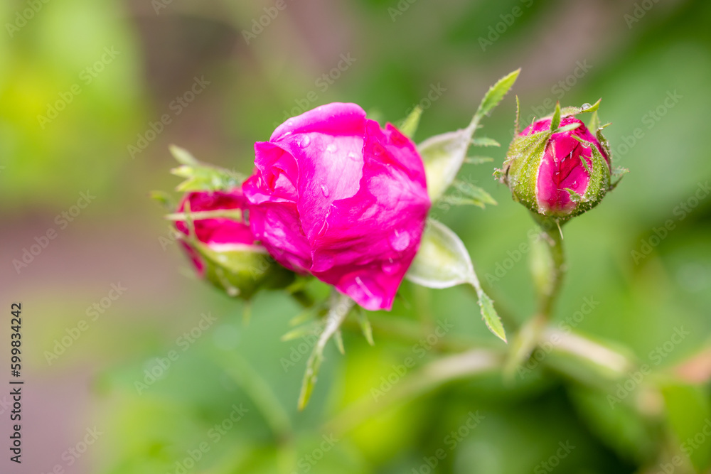 Rosa Paul Ricault flower cultivated in a garden in Madrid