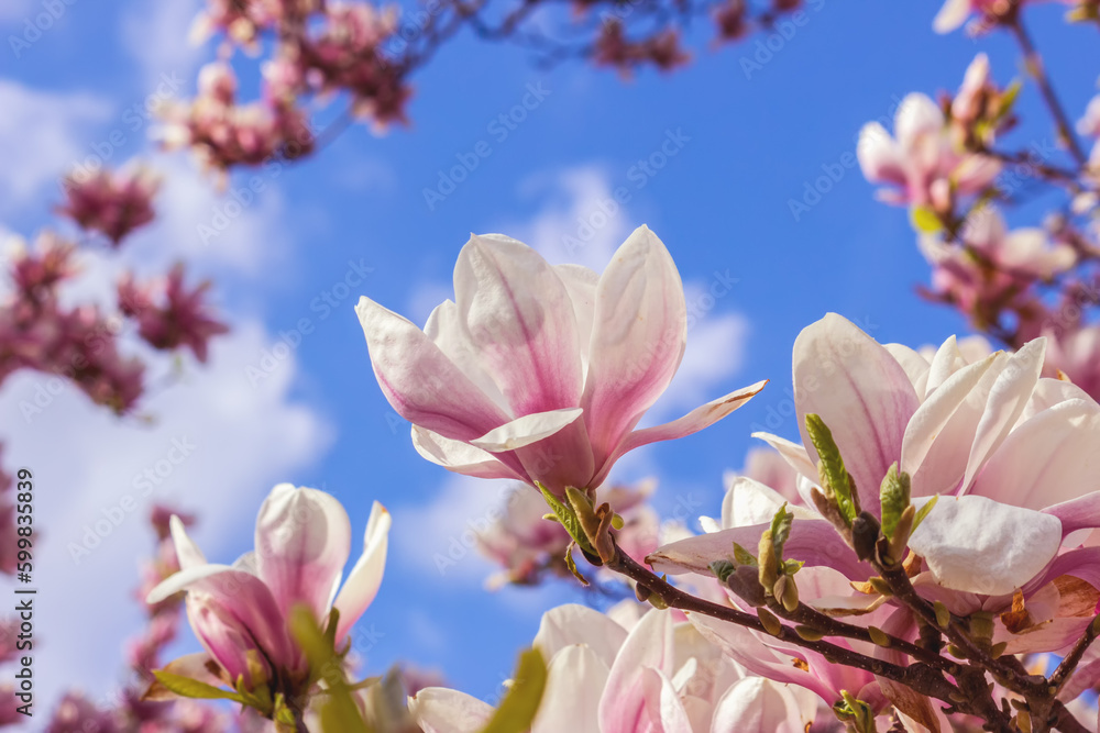 Magnolien