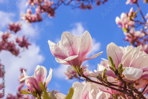 Obraz na płótnie Magnolien w salonie
