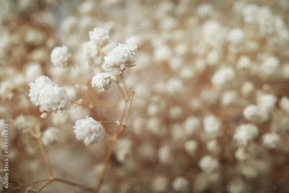 Small white flower Gypsophila dry brown flowers blooming bouquet. Small white flower Gypsophila dry brown flowers blooming bouquet.