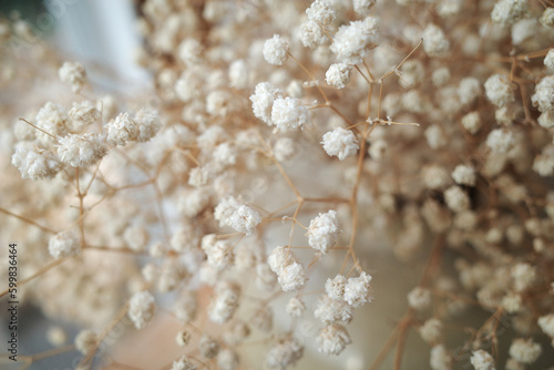 Selective focus Dried gypsophila flowers bouquet. 