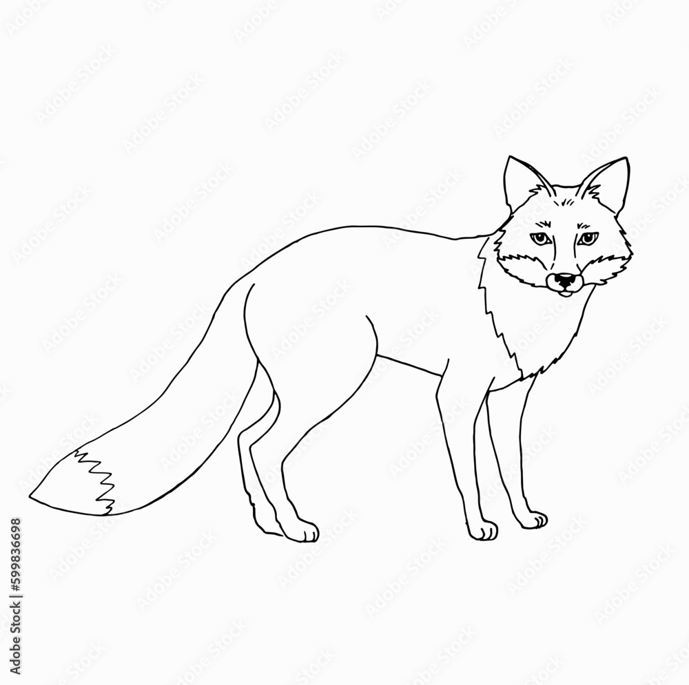 fox sketches, outline with transparent background, hand drawn illustration fox cub