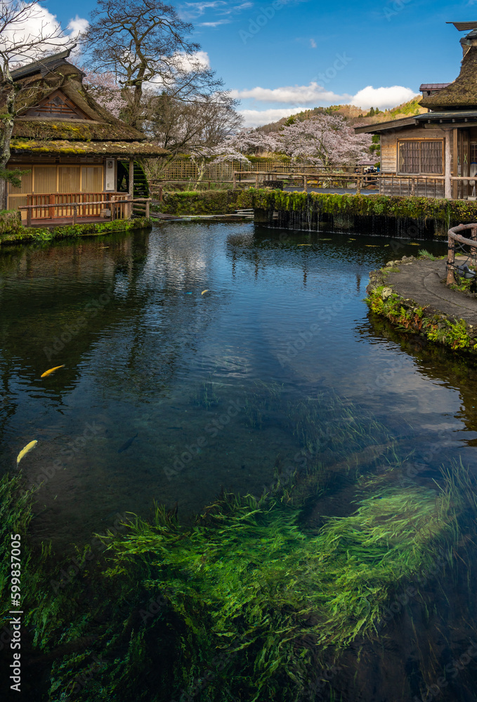 Water grass foreground in a clear water pond at Oshino Hakkai, Shibokusa, Oshino, Minamitsuru District, Yamanashi, Japan Water grass foreground in a clear water pond at Oshino Hakkai, Shibokusa, Oshino, Minamitsuru District, Yamanashi, Japan