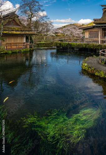 Water grass foreground in a clear water pond at Oshino Hakkai, Shibokusa, Oshino, Minamitsuru District, Yamanashi, Japan