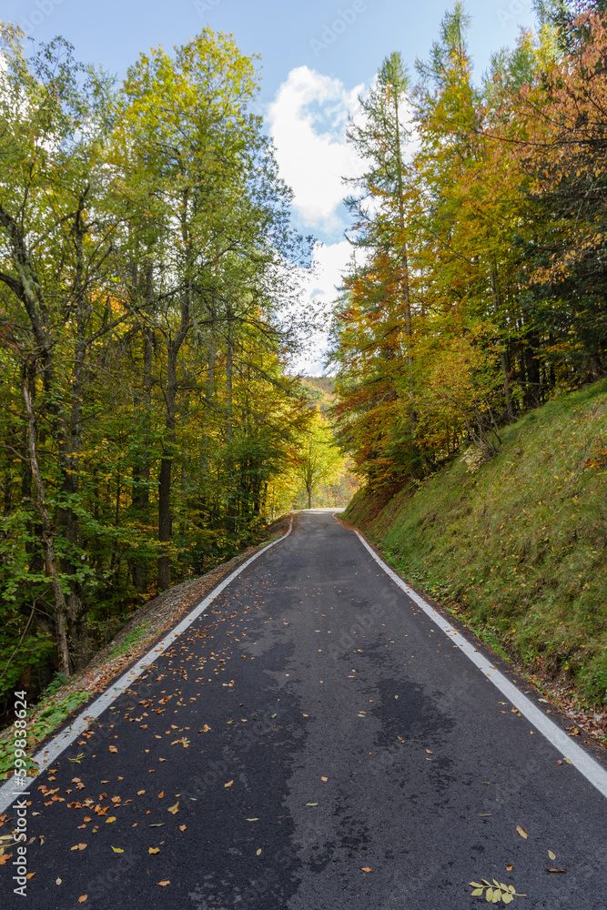 Road through a forest