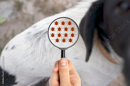 Εκτύπωση καμβά Close up of magnifying glass focusing on fleas on animal fur