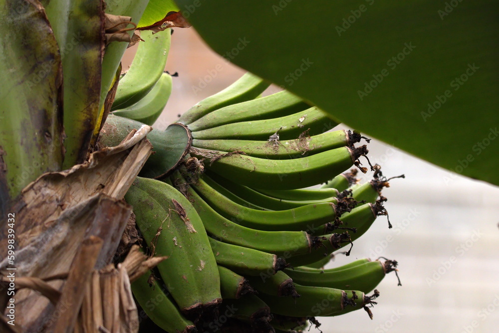 Bananen Stock Photo | Adobe Stock