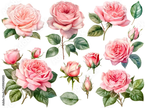 Pink watercolor rose cliparts, isolated, transparent background, created with Generative AI technology © Andrea