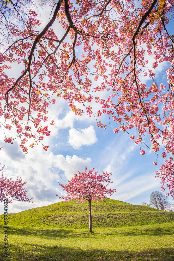 Japanische Kirschblüten Berlin Fliegeberg Lichterfelde