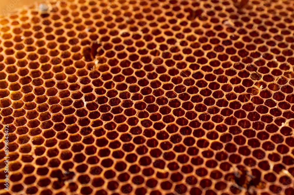 Fresh honey comb forming a beautiful texture pattern background
