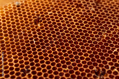 Fresh honey comb forming a beautiful texture pattern background
