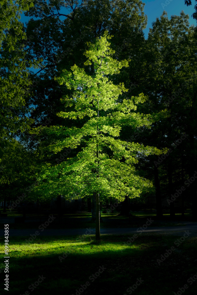 Naklejka premium Evening Light