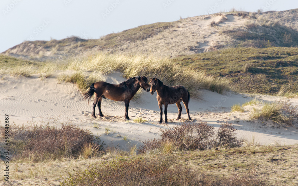 staillions in dunes