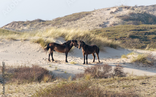 staillions in dunes