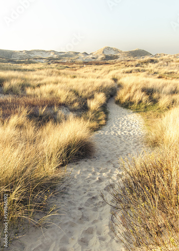 pad door noordzee duinen path through dunes and marram grass