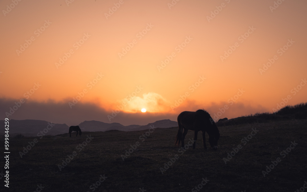 Naklejka premium wildhorses at sunset in dunes