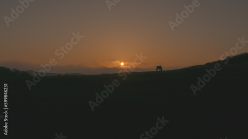 wildhorses at sunset in dunes