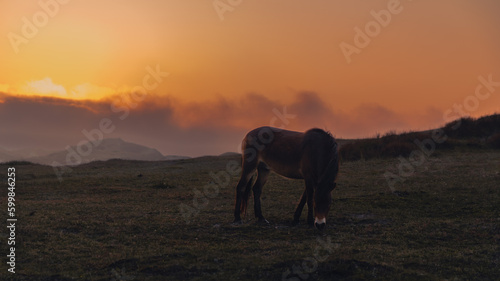 wildhorses at sunset in dunes