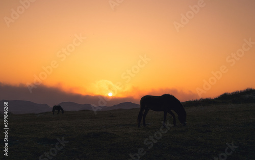 Fototapeta Naklejka Na Ścianę i Meble -  wildhorses at sunset in dunes