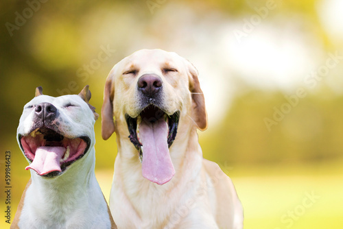 Two different smiling dogs with happy expression and closed eyes
