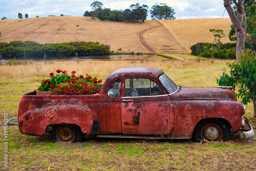 Rusty red abandoned classic pickup truck with lichen on the car body used as a flower box for geraniums and petunias
