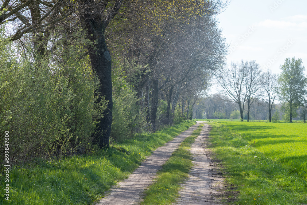 footpath in the park