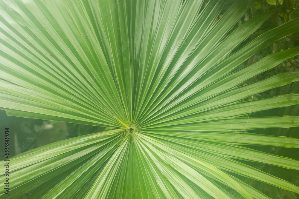 Fototapeta premium abstract green stripes from nature, tropical palm leaf texture background, vintage tone