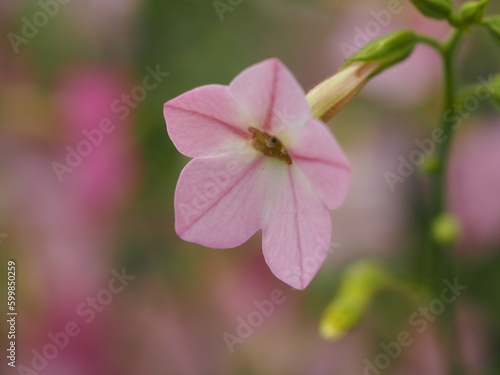 ピンクの花 ニコチアナ ローズシェード