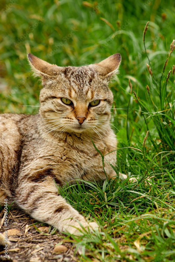 a red striped cat is lying on the green grass resting
