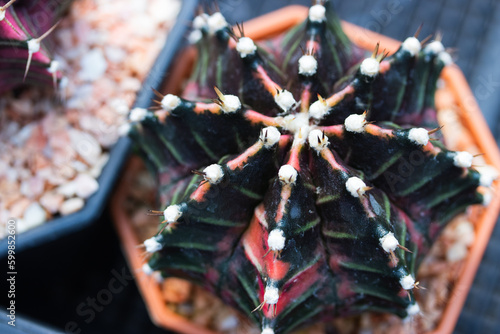Variegated Gymnocalycium cactus in a pot . Selective focus concept.