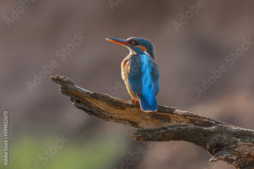 Wild Kingfisher © Petr Leczo