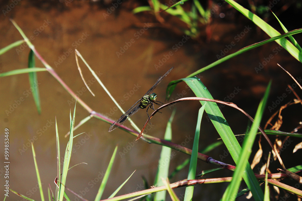 Closeup of southern hawker dragonfly resting flying on brown leave