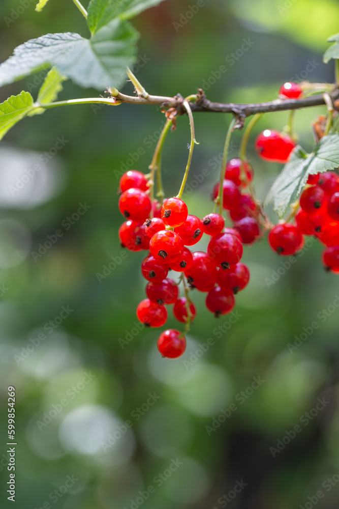 Red berries of currant on a green background on a summer day macro photography. Ripe berries of a red currant hanging on a branch of a bush close-up photo in the summertime.	