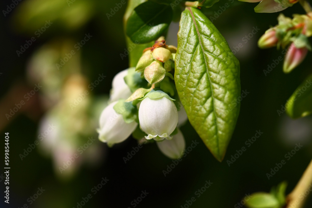 Growing frost-resistant blueberries on the balcony of the apartment. In the spring. Growing frost-resistant blueberries on the balcony of the apartment. In the spring.